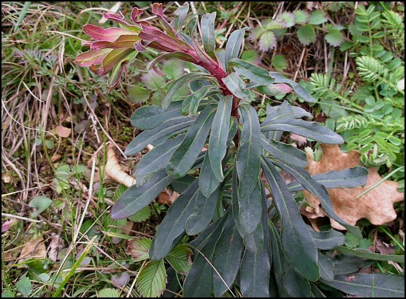 Euphorbia amygdaloides / Euforbia delle faggete